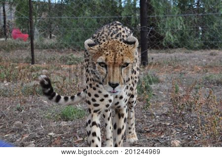 Cheetah approaching me slowly and carefully, looking attentive.