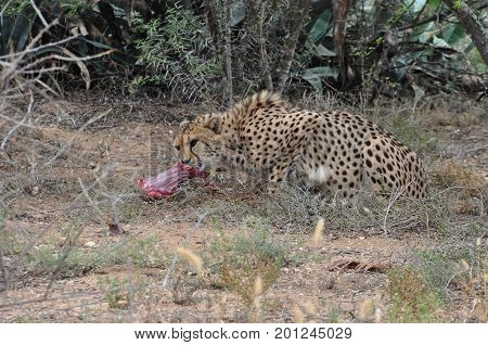 Cheetah feeding, ripping meat from a large bone