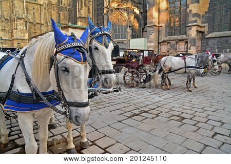 Vienna Austria - April 26 2015: Carriage horses waiting for tourists in the center of Vienna. Shot taken on April 26th 1205