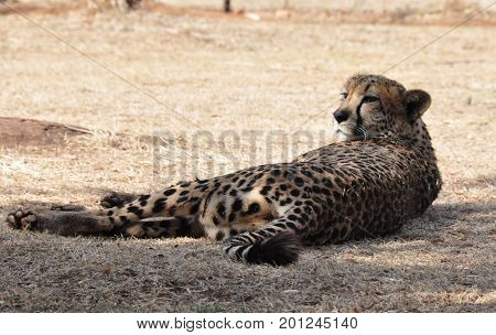 cheetah resting in the hot afternoon sun