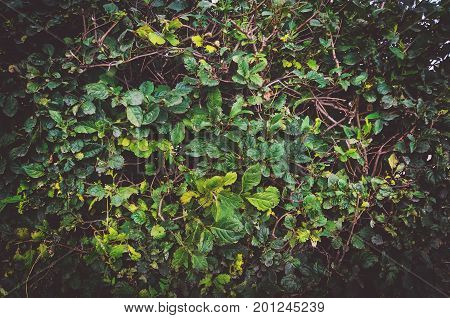 Dark Green Leaf Wall, Abstract Background