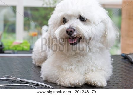 Cute white Bolognese dog is lying on a table and is waiting for grooming. The scissors are lying beside the dog.