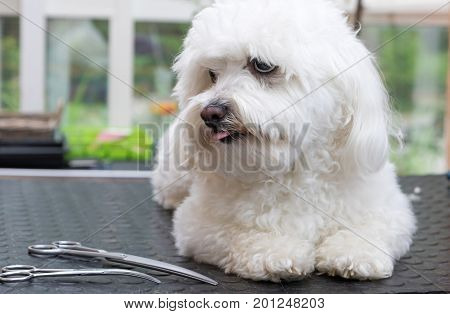 Cute white Bolognese dog with tongue out is lying on a table amd is waiting for grooming.