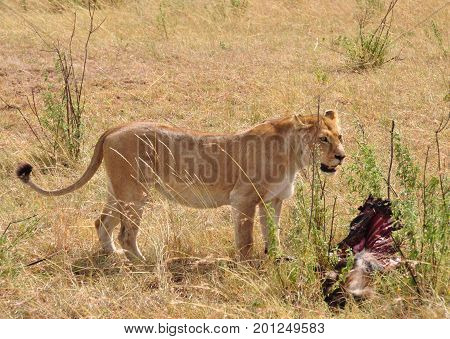 Lioness with her bush meal, protecting it.