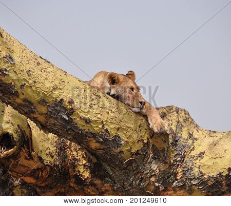 A lioness resting in a tree in Kenya. They can climb!