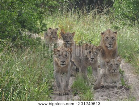 lion pride interested in us, blocking the road