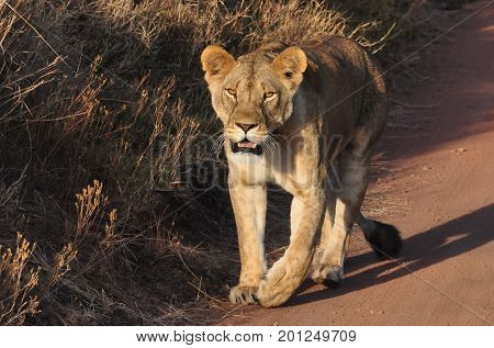 Lioness with radio collar walking towards the car