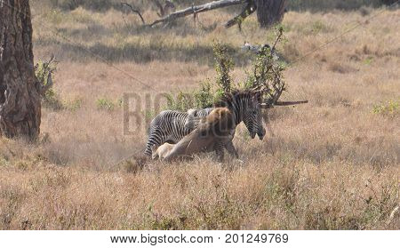 Sequence of a lion attack on a grevy zebra, nr. 3.