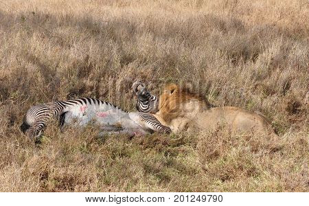 Sequence of a lion attack on a grevy zebra, nr. 6.