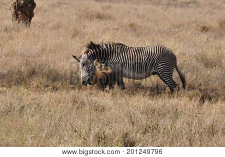Sequence of a lion attack on a grevy zebra, nr. 5.