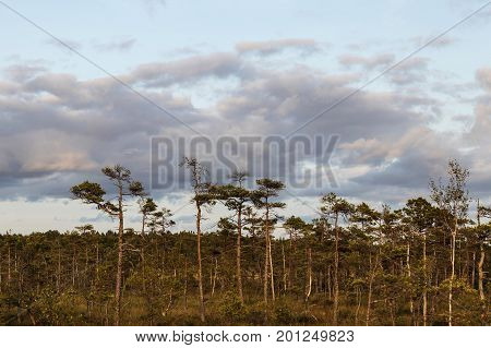 Latvia. beautiful colors in the evening before sunset in the swamp Dunikas