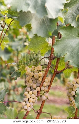 Green Grapes In The Vineyard With Selective Focus