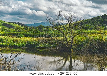 Dead dry tree next to waterlogged pond reflecting in the water with beautiful summer landscape around: blue mountains in distance dramatic cloudscape hills with forest Altai district Russia