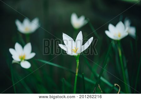 Beautiful rain lily flower. Zephyranthes Lily Fairy Lily Little Witches. (Zephyranthas sp.)