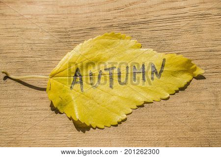 Yellow sheet with the inscription AUTUMN on the old wooden background with cracks