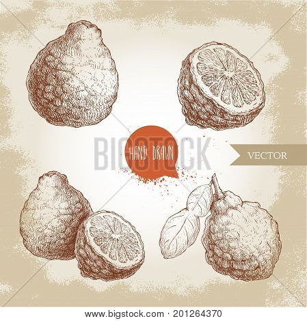 Hand drawn sketch style bergamot fruits set. Kaffir lime whole with leaf and half vector illustration. Organic food. Citrus collection on vintage background.