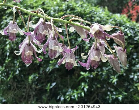 Dendrobium Angela Merkel hybrid orchid flower plant