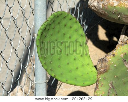 The blossoming cactus opuncia on Mallorca, summer