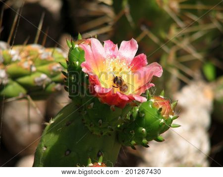 The blossoming cactus opuncia on Mallorca, summer