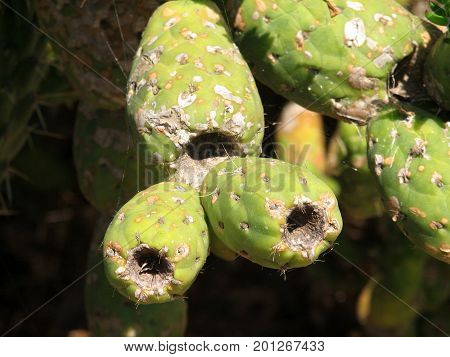 The blossoming cactus opuncia on Mallorca, summer