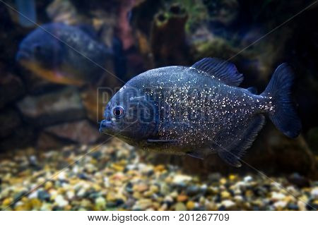 Red Piranha Swimming Underwater