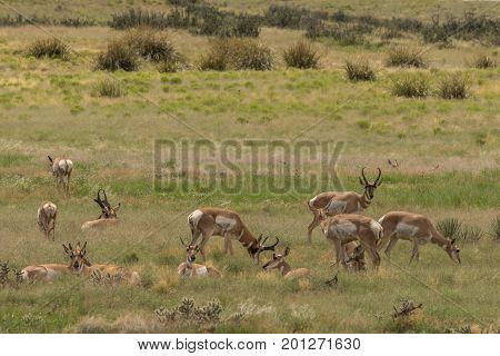 a herd of pronghorn antelope on the Arizona prairie during the rut