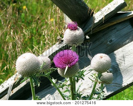 Thistle growing wild in nature, meadow, summer