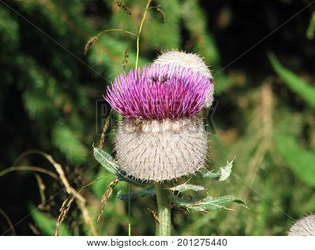 Thistle growing wild in nature, meadow, summer