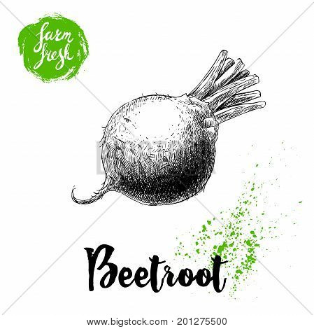 Hand drawn beet root isolated on white background. Sketch vintage vector illustration. Farm fresh vegetable poster.