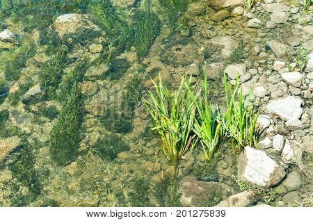 Vegetation plants in the rover water with rocky shoreline on natural light view from above.
