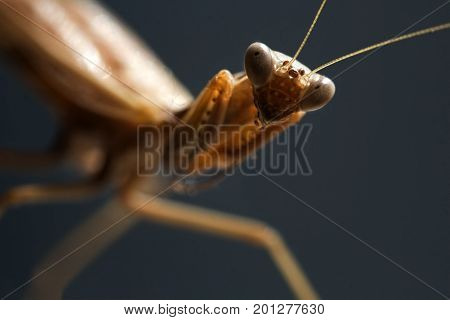 Sight of a mantis. Portrait of an insect on a blurred gray background. Selective focs macro image.