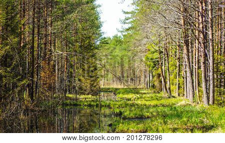 Wetland ecosystem restoration and conservation area in Soomaa, Estonia