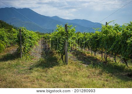 Georgian Wine Area Kakheti