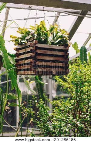 Closeup of wooden flowerbed hanging on the roof balk with green grass flowers plants inside. Details of interior botanical garden.