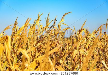 Agricultural Scene: Landscape Of A Plantation Of Corn From A Farm