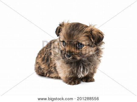 Beautiful little pekinese isolated on white background