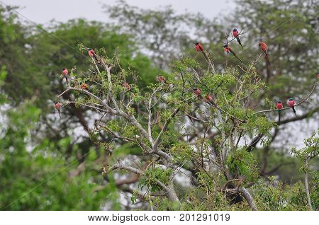 Northern Carmine Bee-eaters sitting in a tree
