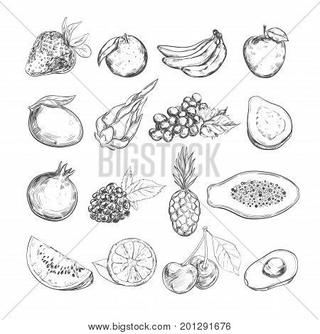 Fruits collection. Vector hand drawn. Isolated objects