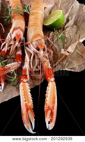 Delicious Raw Langoustines with Half of Lime and Rosemary on Parchment Paper closeup on Dark Wooden background