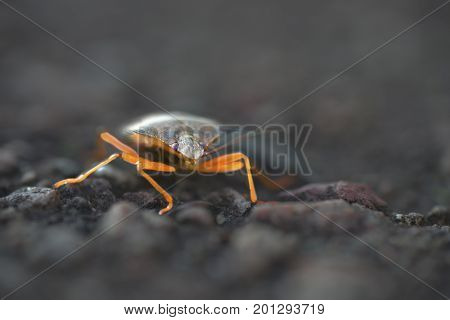 Macro of a shieldbug with illuminated legs against a dark background
