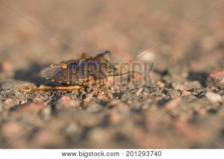 Macro of a shieldbug in the sun standing on a stone surface