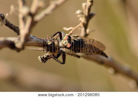 Bee trapped under the stinger of the large robber fly