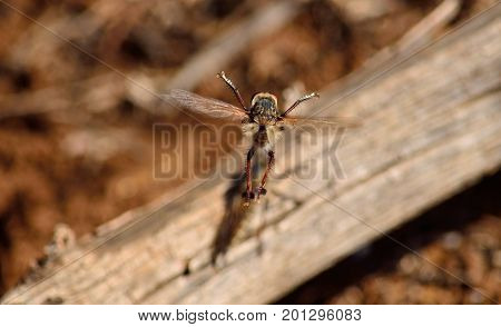 Robber fly, in full flight in mating season