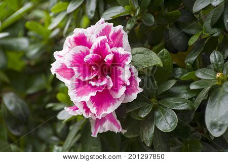 Blooming Azalea
