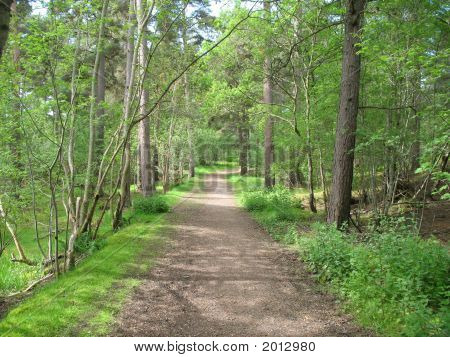 Woodland Path