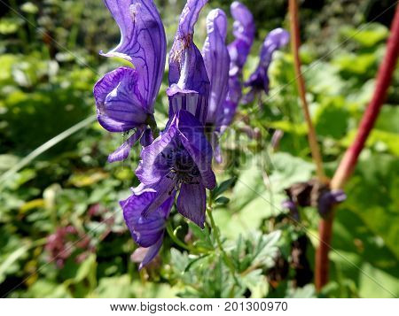 blue monkshood flower on meadow , (Aconitum napellus)