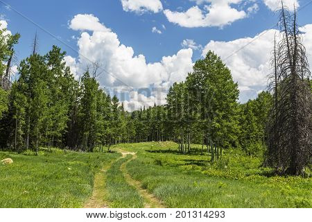 Back country four wheel drive trail in the Manti-La Sal National Forest located in Emery County Utah USA.
