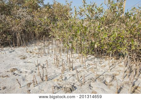 Mangrove Plants With Roots On Sandy Beach