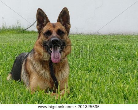 My German shepherd laying down on the grass