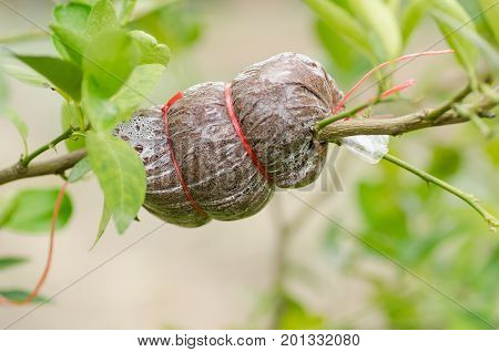 Grafting on lime tree branch,induced root,agricultural technique